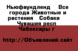 Ньюфаундленд  - Все города Животные и растения » Собаки   . Чувашия респ.,Чебоксары г.